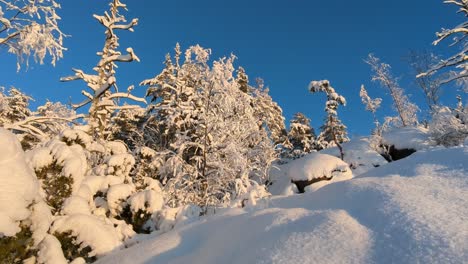 Snow-cover-in-trees-in-winter-forest,-Finland