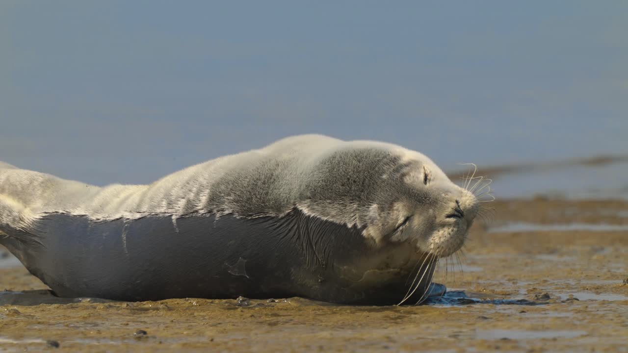 바다표범이 바덴해 연안에서 일광욕을 하고 있다