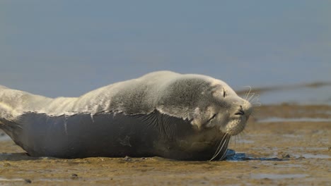 La-Foca-Está-Tomando-El-Sol-En-La-Orilla-Del-Mar-De-Wadden