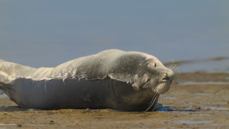 la foca está tomando el sol en la orilla del mar de wadden