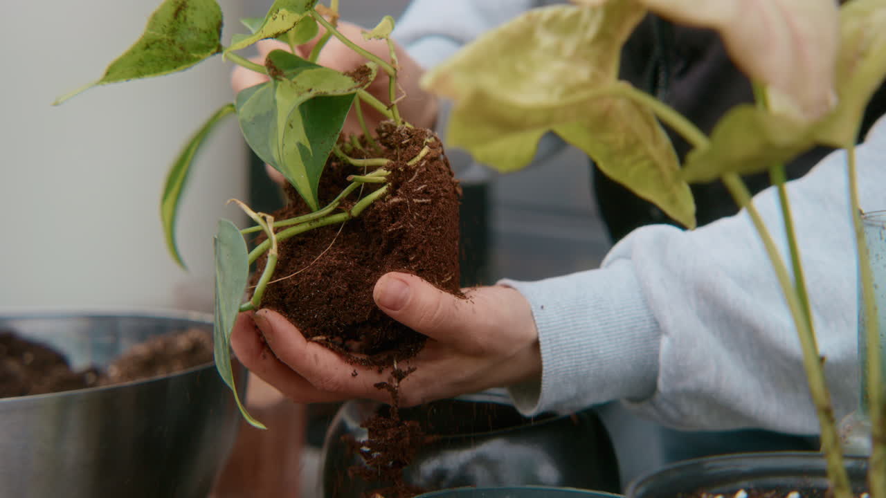 reempotamiento de las plantas de interior