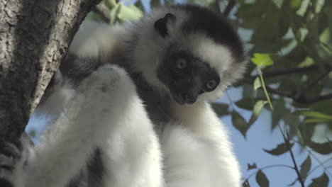 Sifaka-verreauxi-clinged-to-a-tree-trunk-observes-surroundings,-close-up-shot