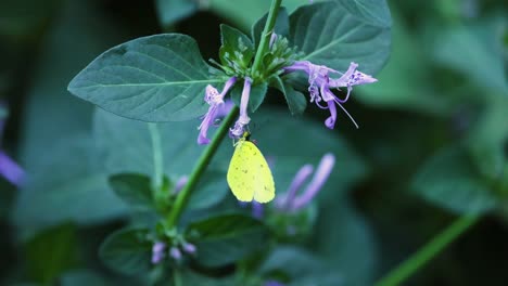 yellow butterfly resting on purple flowers