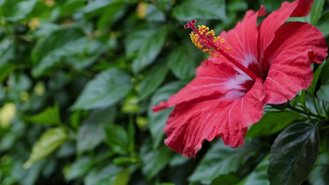 Video ravvicinato di un vibrante fiore di ibisco rosso con uno sfondo verde sfocato.