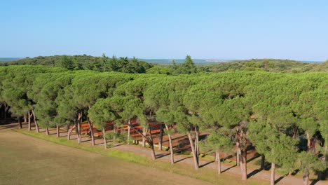 aerial view of lush vegetation near brijuni in croatia - drone shot