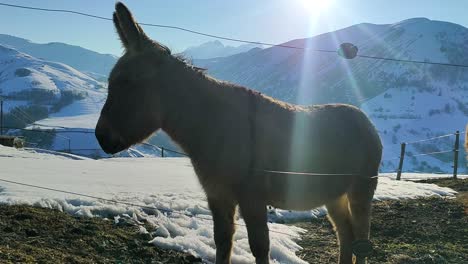 驴子在法国阿尔卑斯山的山上寻找冬天吃草的雪