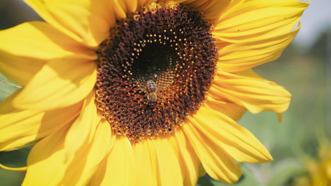 primer plano de una sola abeja melífera en girasol
