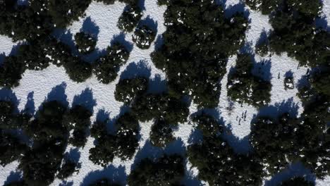 Green-trees-with-long-shadows-partly-covered-with-white-snow-while-people-are-walking-into-the-woods