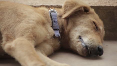 Close-up-zoom-in-shot-of-cute-puppy-sleeping