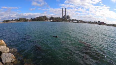 sea otter in moss landing harbor, monterey , usa