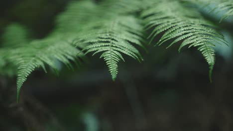 Lush-green-rainforest,-Sunlight-falling-on-fern-tree,-rack-focus-macro-new-zealand-water-on-leaf,-symmetry-satisfaction-iconic