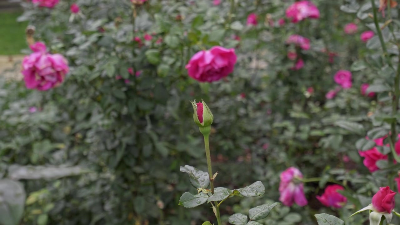 Rosas magenta intensas florescem em um arbusto verde frondoso em um jardim ao ar livre, enquanto um único botão se eleva em um caule em meio a folhagem suavemente desfocada.