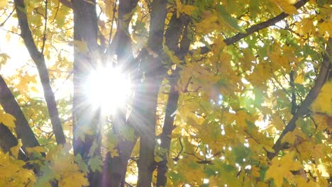 autumn sunbeams through a maple tree