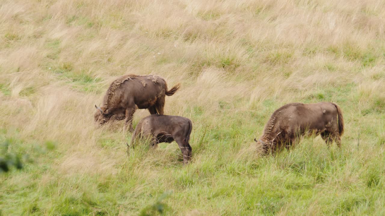Ripresa dall'alto di un bisonte europeo selvatico circondato da erba alta in una giornata di sole.