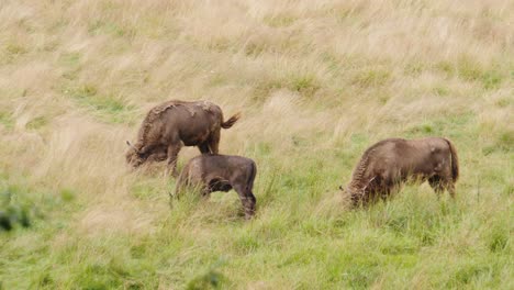 high angle shot of wild european bison surrounded by tall grass on a sunny day