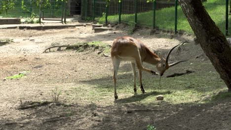 Un-Lechwe-Solitario-Pastando-En-La-Hierba-Dentro-De-Un-Zoológico