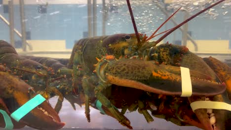 Close-up-of-Lobsters-in-an-aquarium