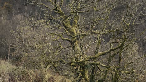 a mossy dead tree in bright sun in autumn