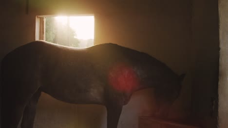 dressage horse eating inside a stable