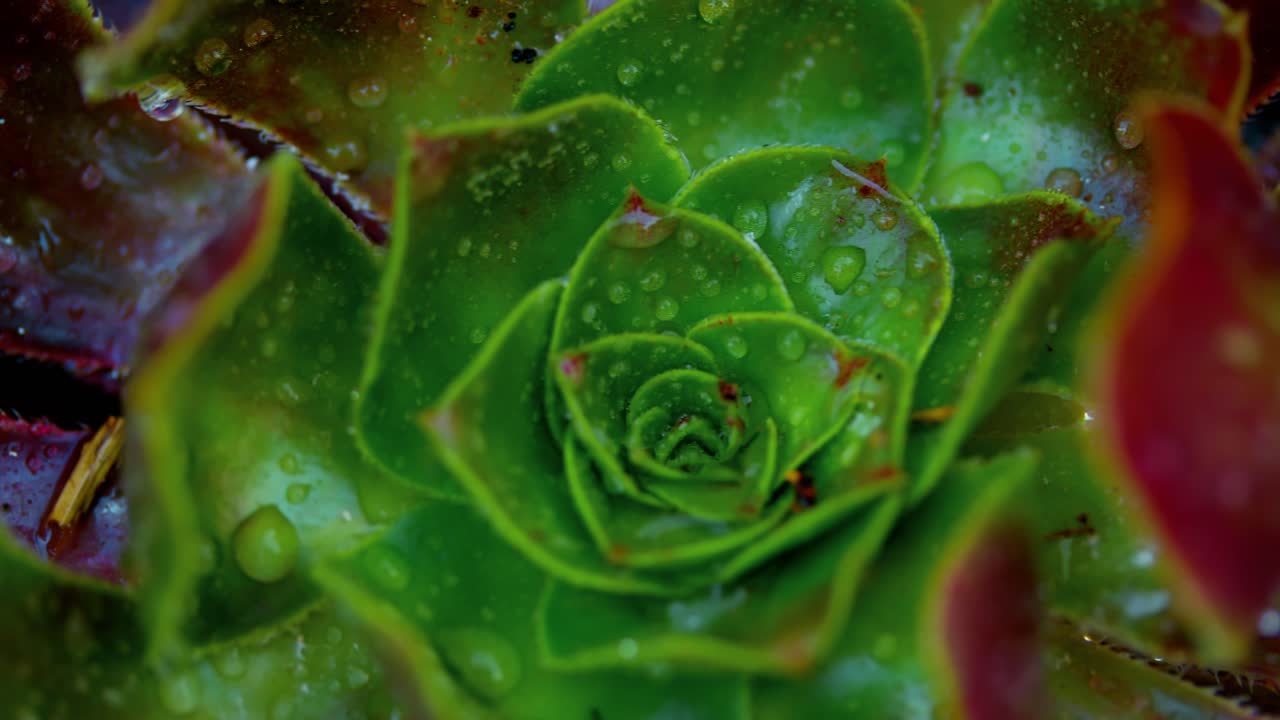 Close-up macro shot of a succulent plant covered in glistening water droplets