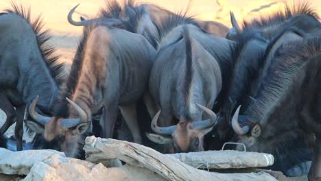 members of a wildebeest confusion compete to drink at watering hole