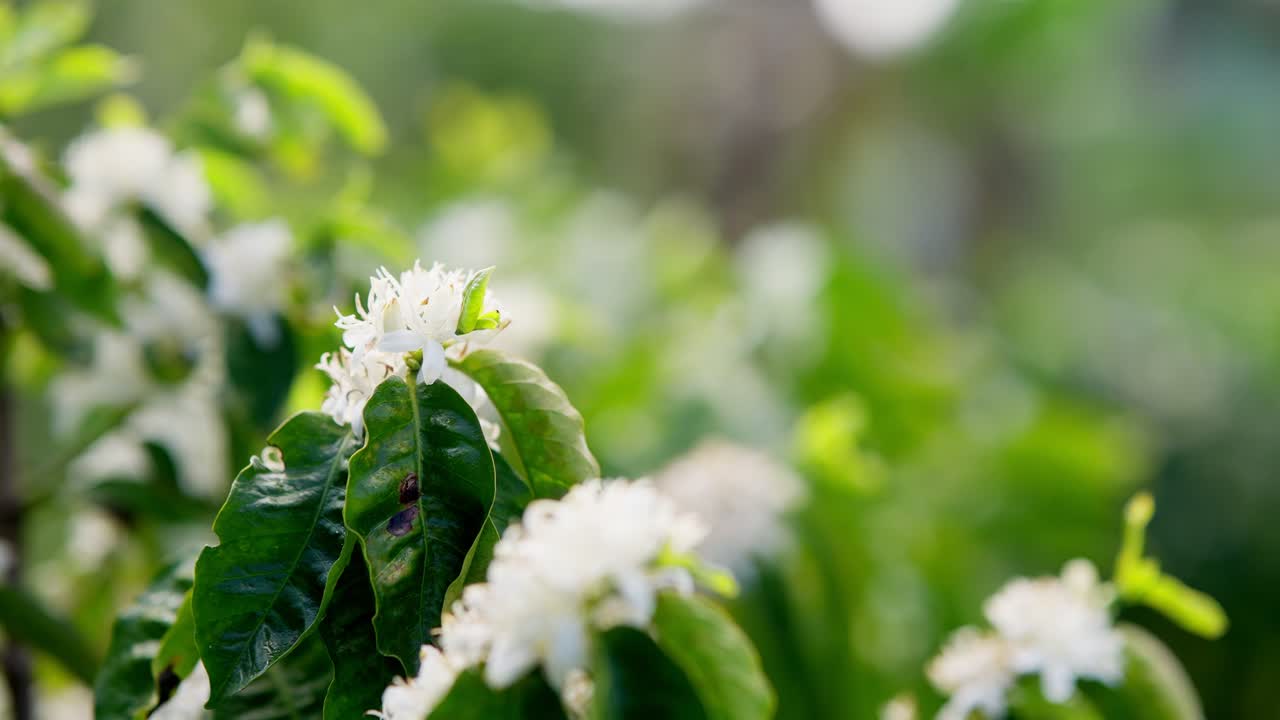 Close up view in slow motion of Little bees flying around and collecting nectar pollen from white wild flowers