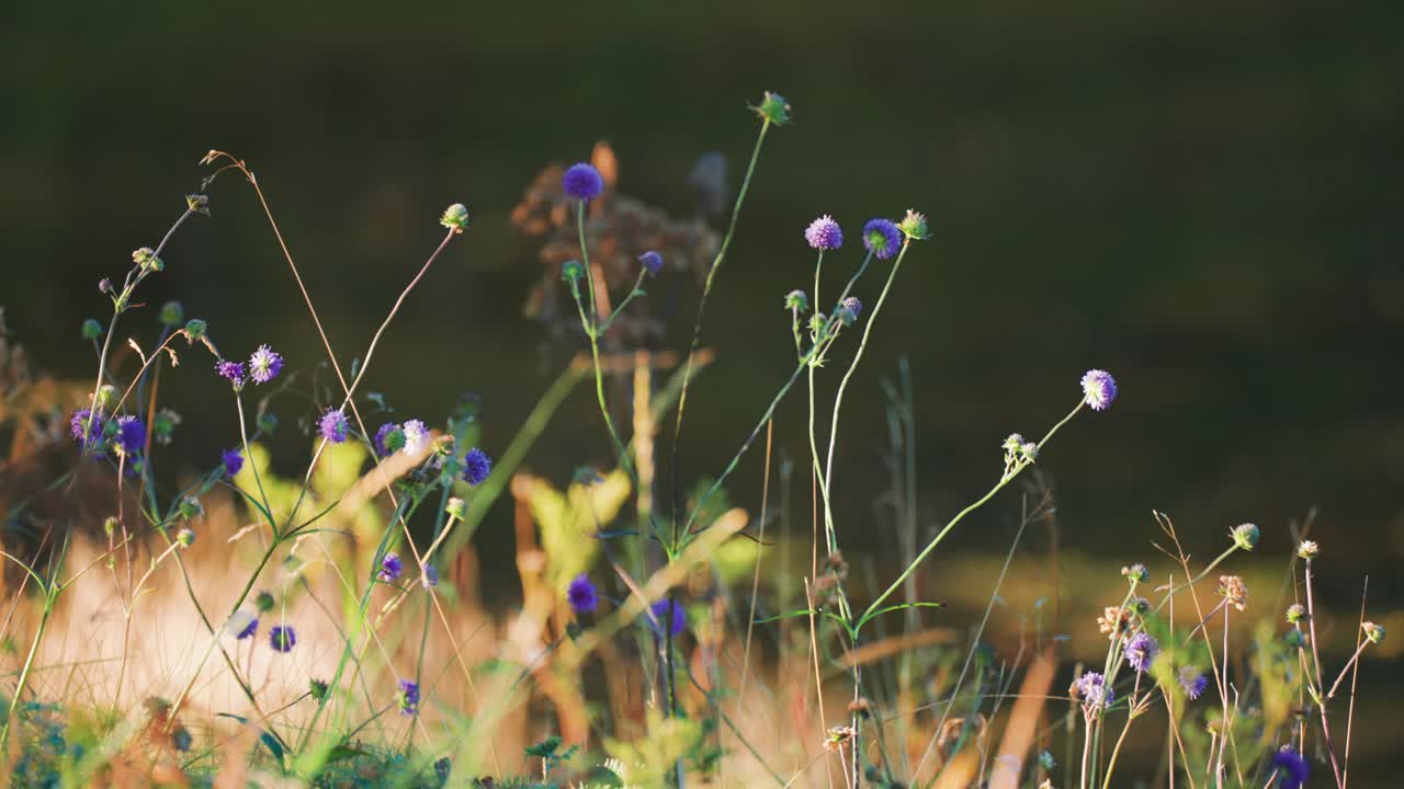 flores de cardo azul en el fondo borroso, iluminadas por el suave sol de la mañana