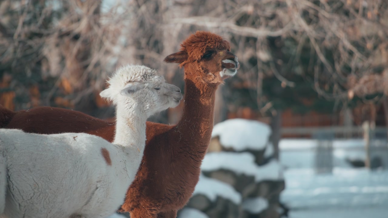 İki sevimli alpaka kışın yemek çiğniyor