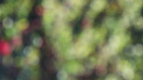 Abstract spring background with bokeh