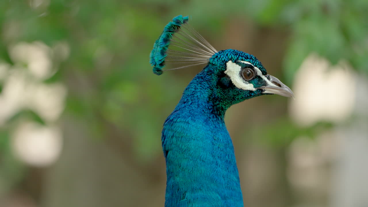 보케 자연 배경을 가진 파란 파우의 클로즈업 헤드