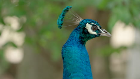 close-up headshot of a blue peafowl with a bokeh nature background