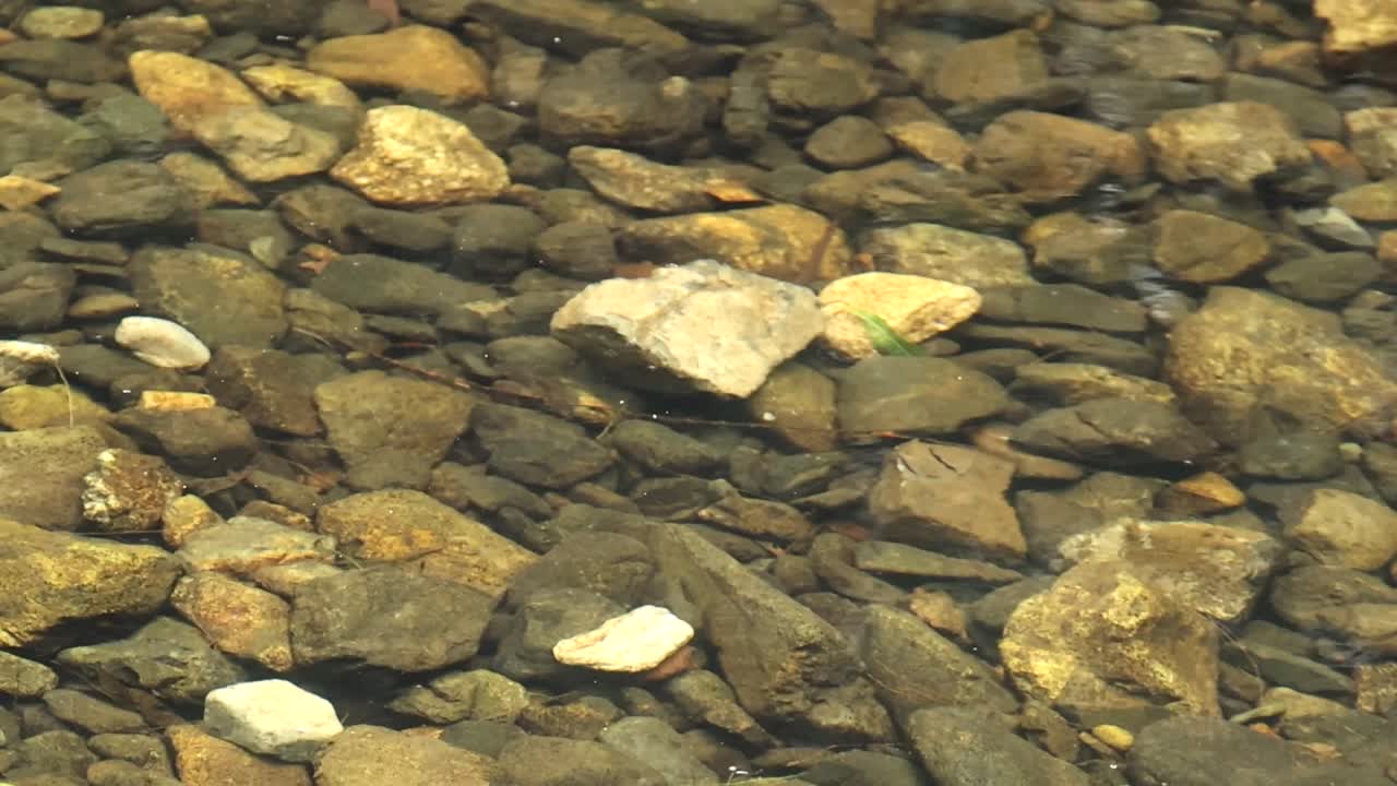 A detailed view of various pebbles submerged beneath clear, gently flowing water.