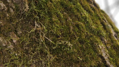 tree bark covered with green moss