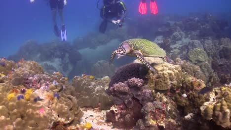 tortuga carey y buzos