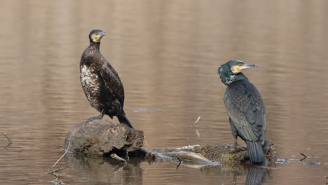 great cormorants couple birds perched on sunk log in shallow lake water staring around at sunset