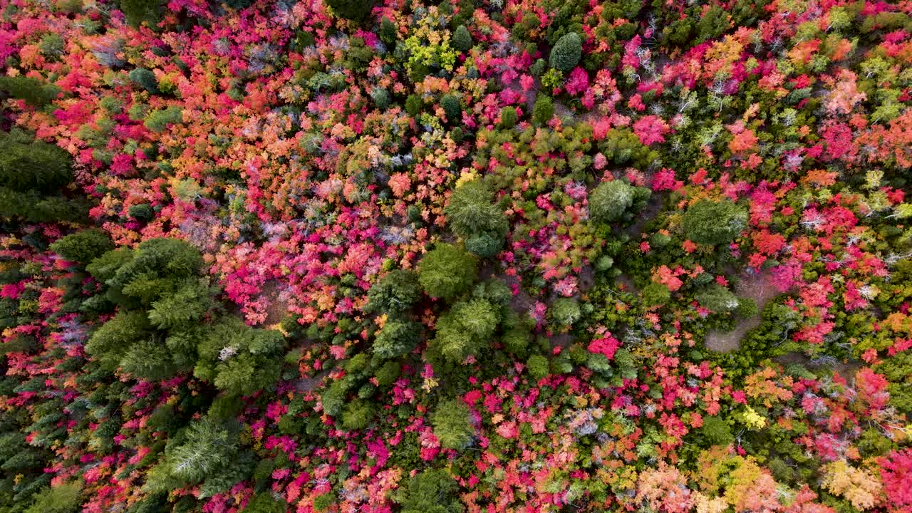 belleza en la naturaleza: hojas de otoño coloridas que cambian de color en la temporada de otoño, vista aérea de drones