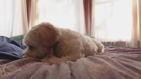 Shih-tzu-Maltese-mix-puppy-east-bully-stick,-stops,-looks-up