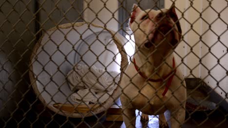 dogs looking for attention behind the fences in their cages and kennels at an animal control facility