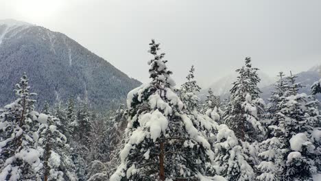 Hermoso-Bosque-De-Nieve-En-Invierno.-Volando-Sobre-Pinos-Cubiertos-De-Nieve.