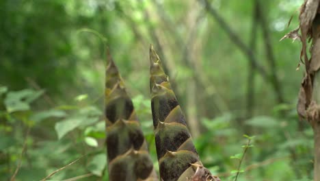 al comienzo del monzón, nuevos árboles de bambú están creciendo en el bosque