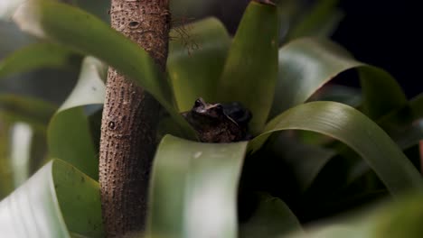 Closeup-Of-Wild-Frog-Inside-Bromeliad-Leaves