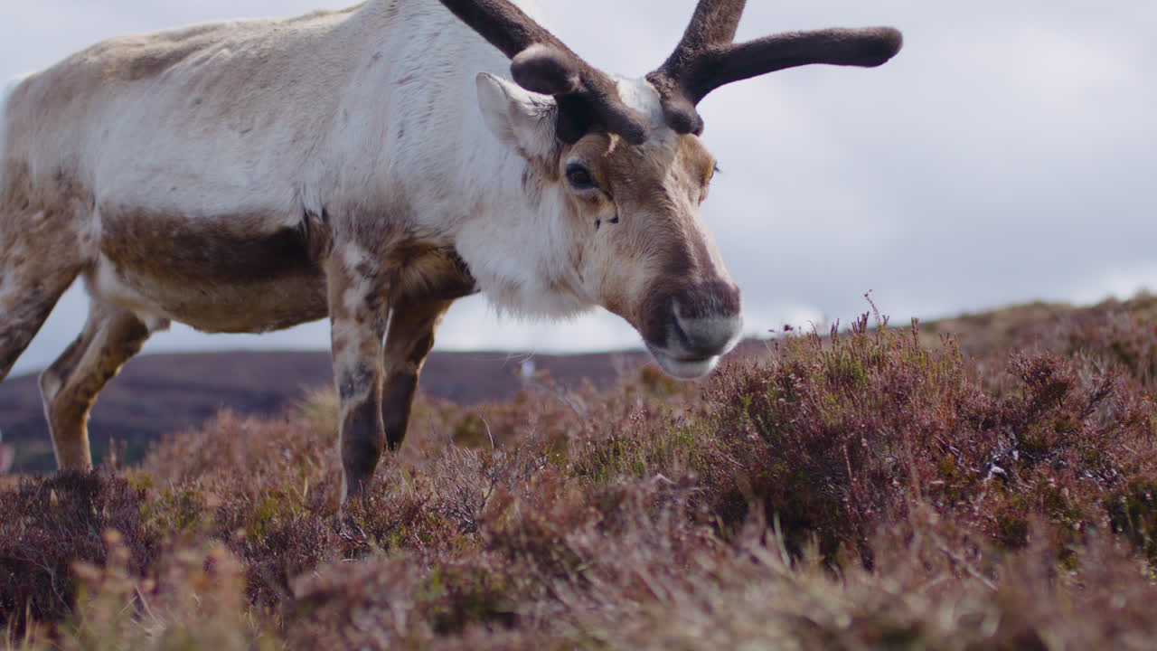 primer plano de un reno macho pastando libremente en cairngorm, escocia