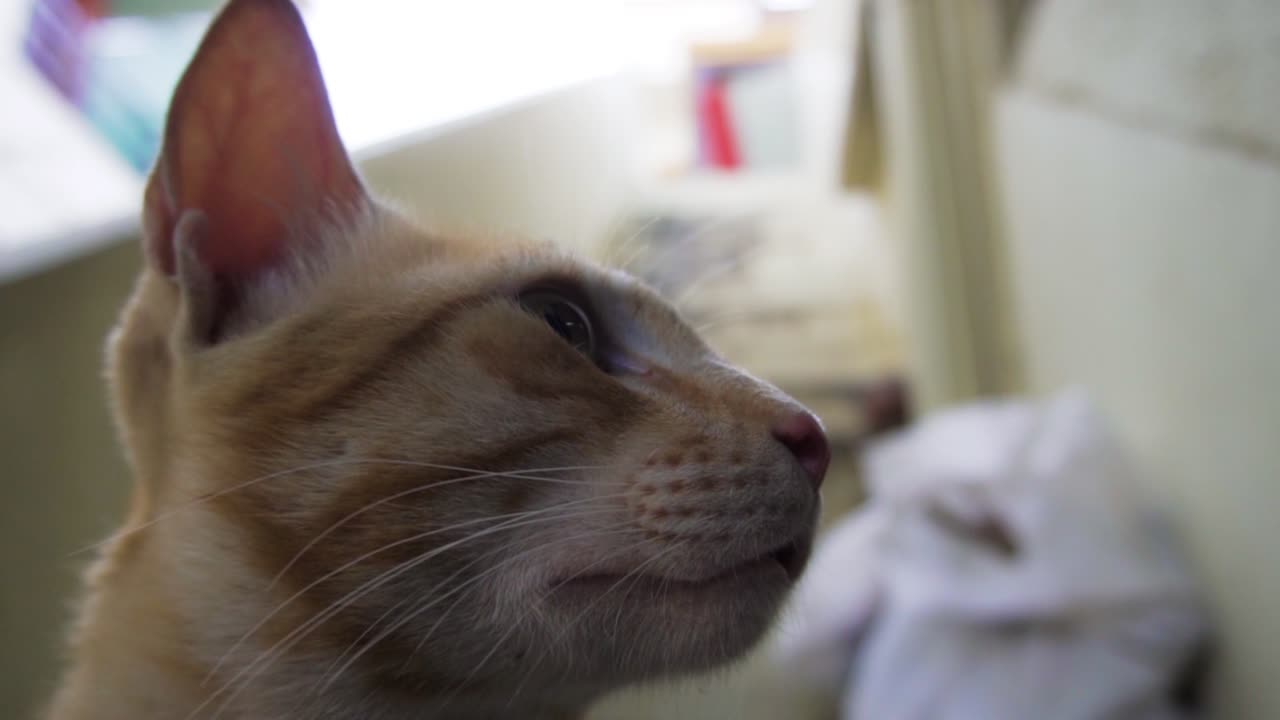 인도 일반 고양이라고도 알려진 인도 빌리 품종