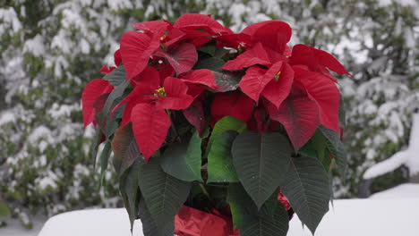 Festive-red-poinsettia-plant-outside-in-the-snow