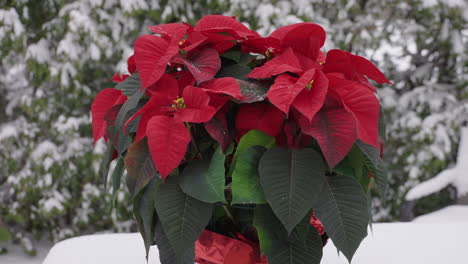 planta de poinsettia roja festiva afuera en la nieve