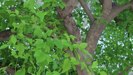 aegle marmelos or bael leaf at tree from different angle at day