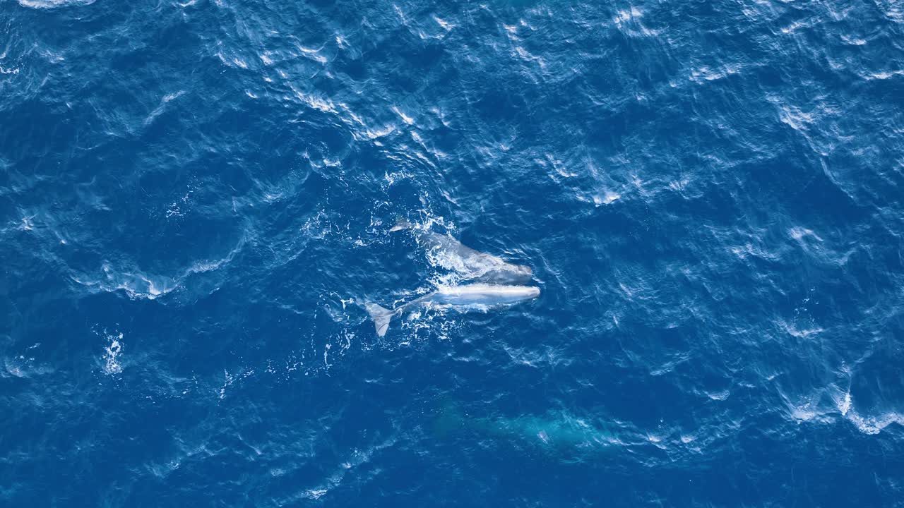 두 마리의 포유류는 푸른 바다에서 함께 수영합니다. 하나는 입을 열고 있습니다.