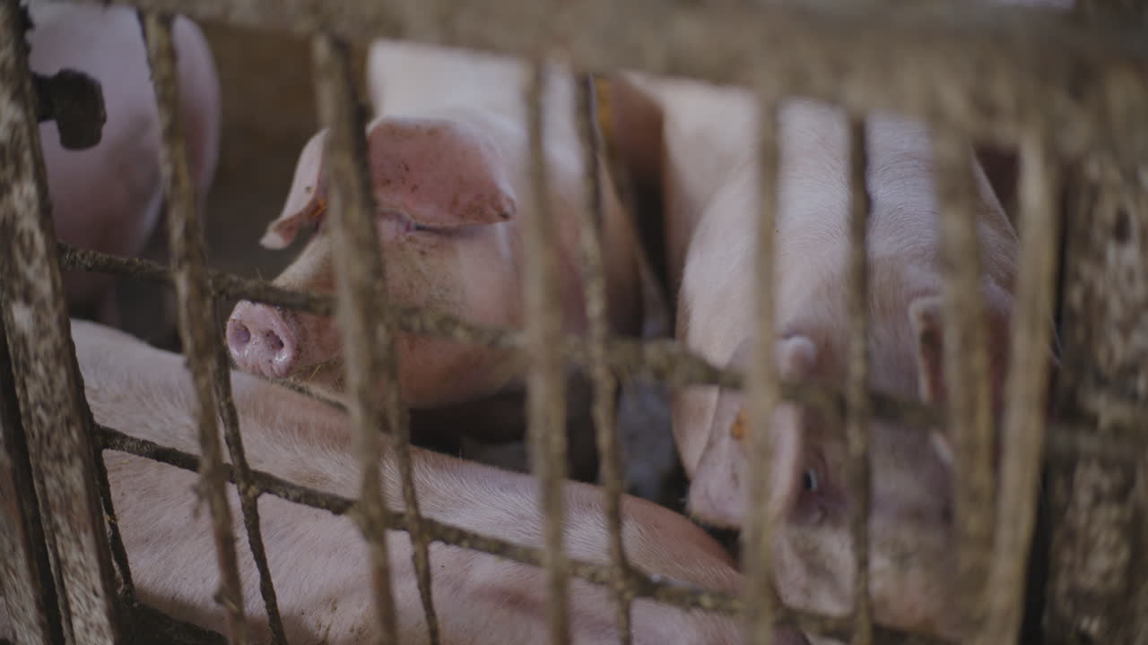 케이지에 힌 돼지