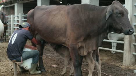 Vaca-Siendo-Ordeñada-En-Una-Granja