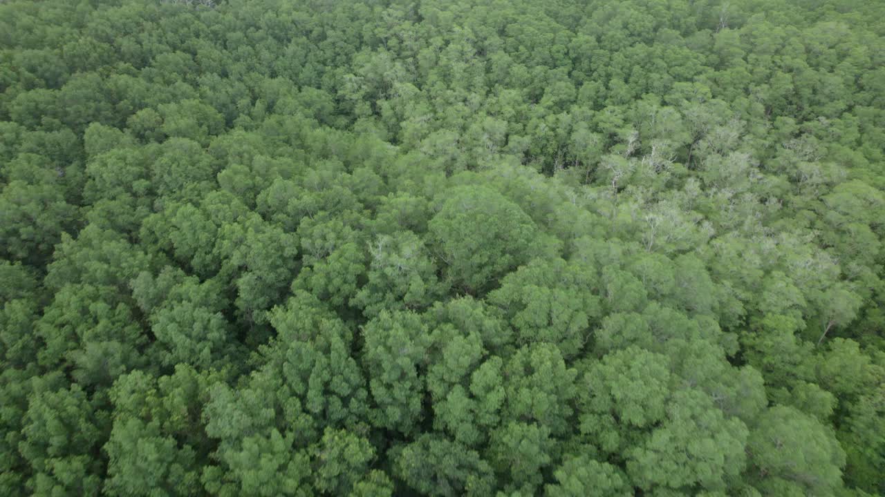 carretilla aérea volando sobre las copas de los árboles verdes y densos en la playa dominicalito, costa rica